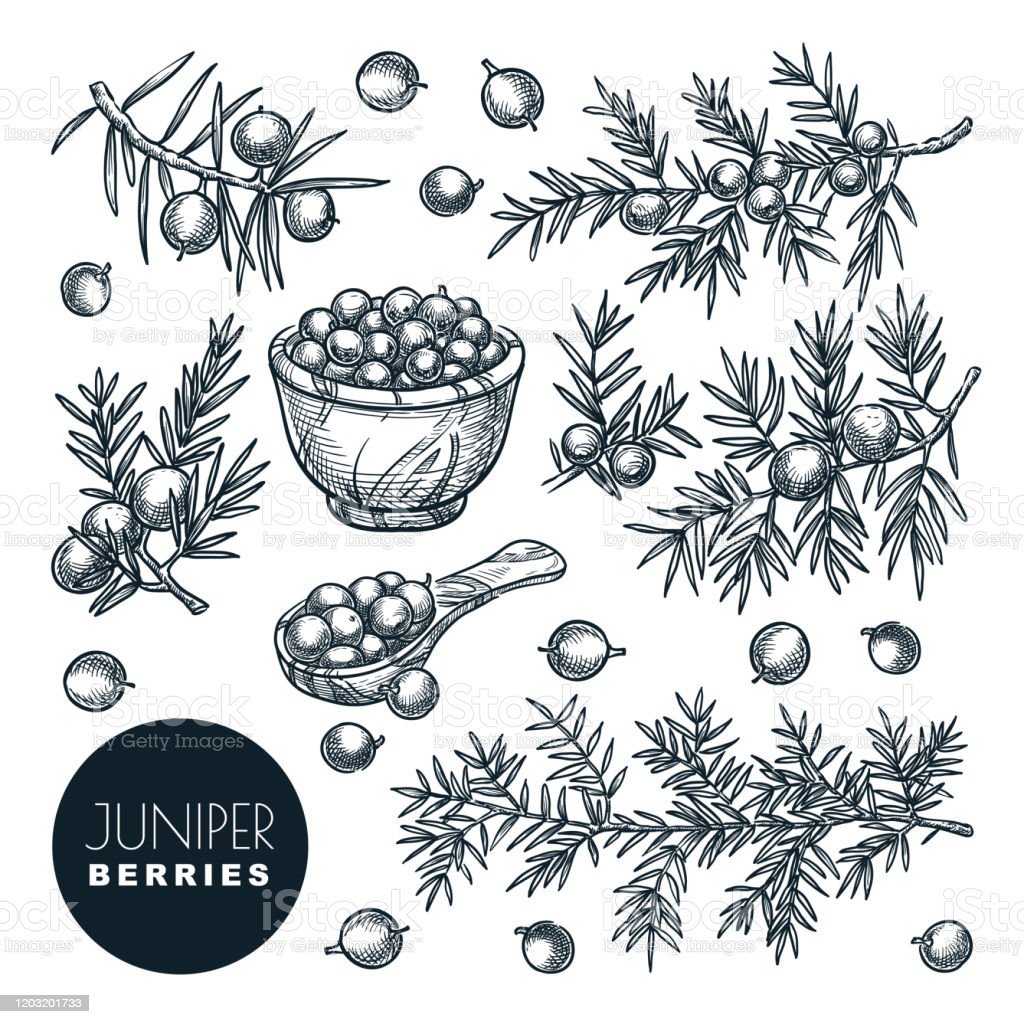 Ветка можжевельника вектор