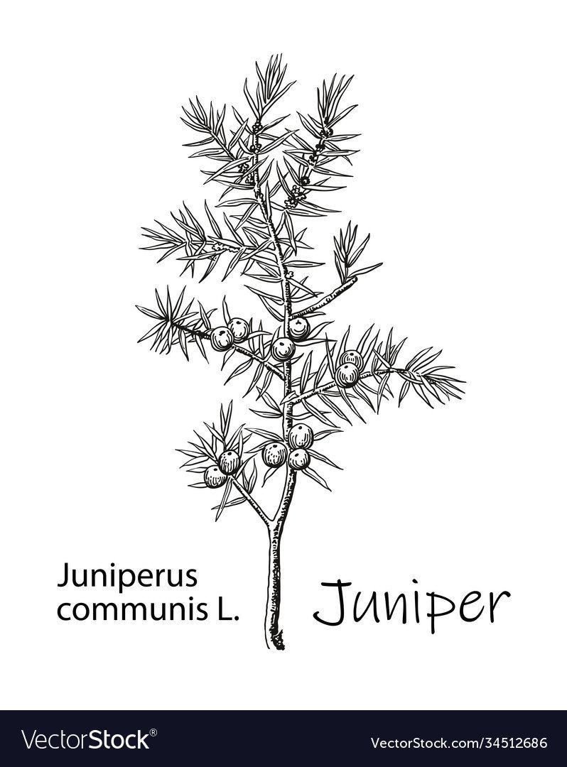 Фото можжевельника с яблоками