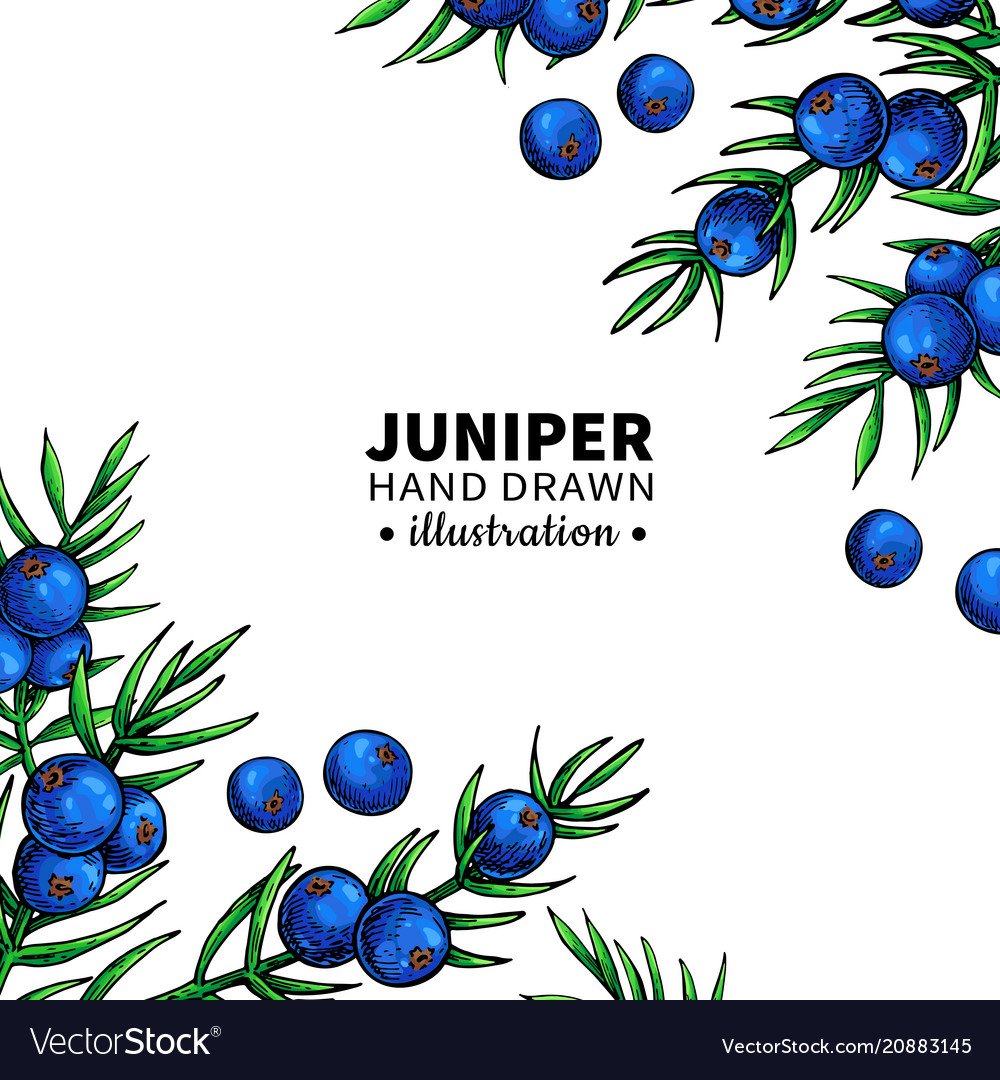 Ветка можжевельника рисованная