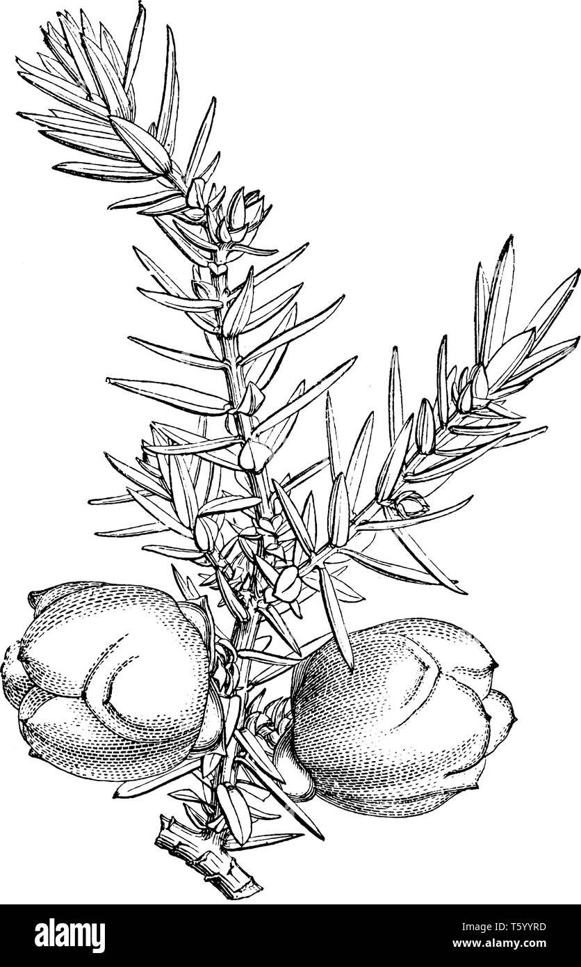 Можжевельник акварель