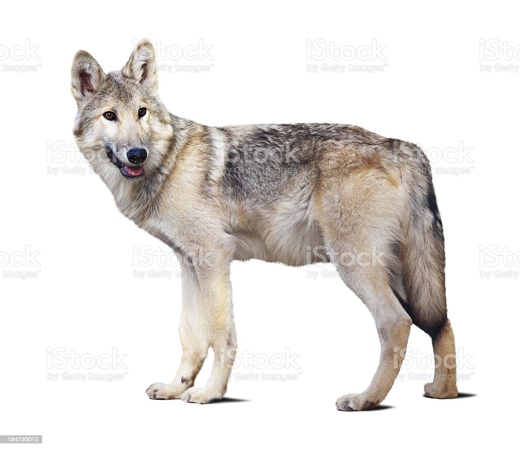 Волк картинка