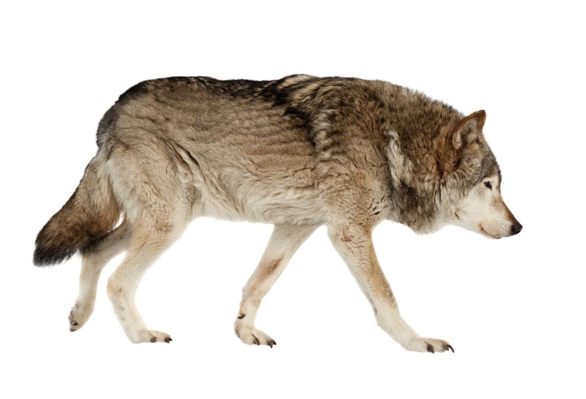 Степной волк на белом фоне