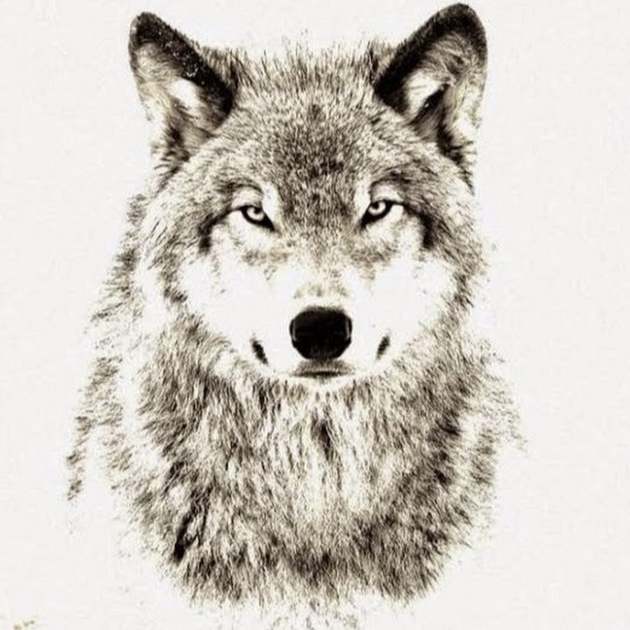 Морда волка на прозрачном фоне