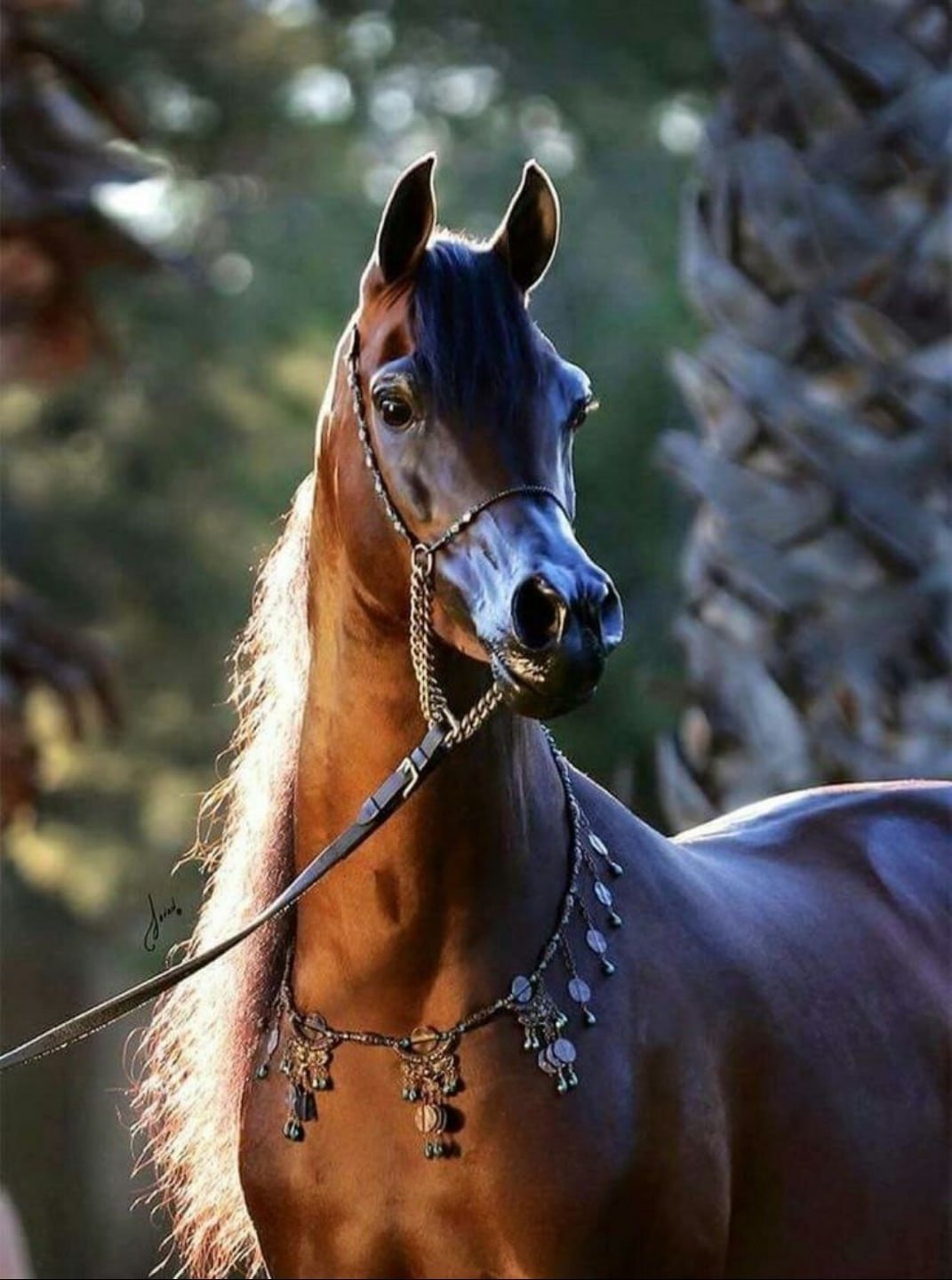 Светло-гнедая арабская лошадь