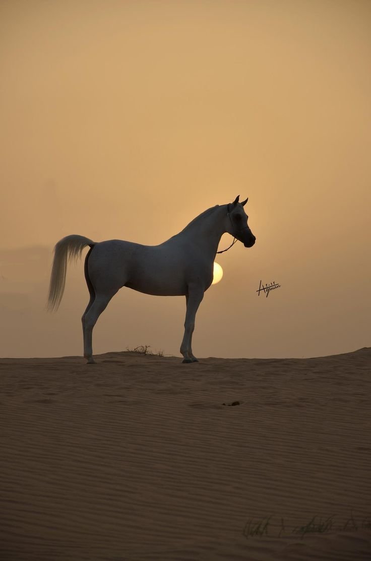 Лошадь в пустыне
