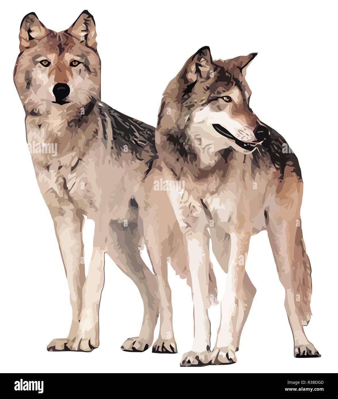 Волчица на белом фоне