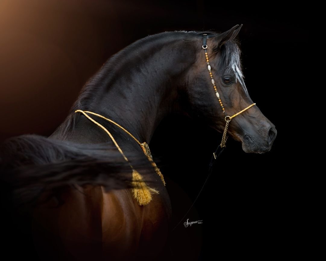 Портрет арабского скакуна