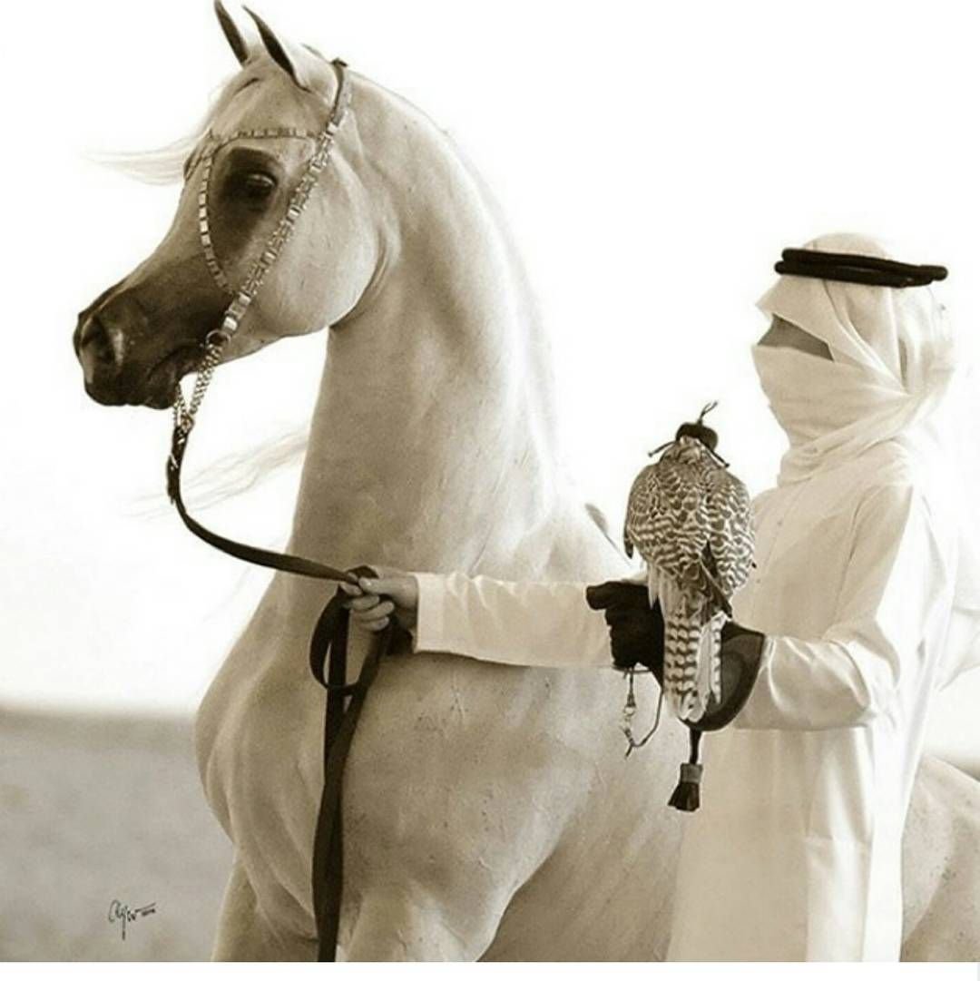 Арабы лошади