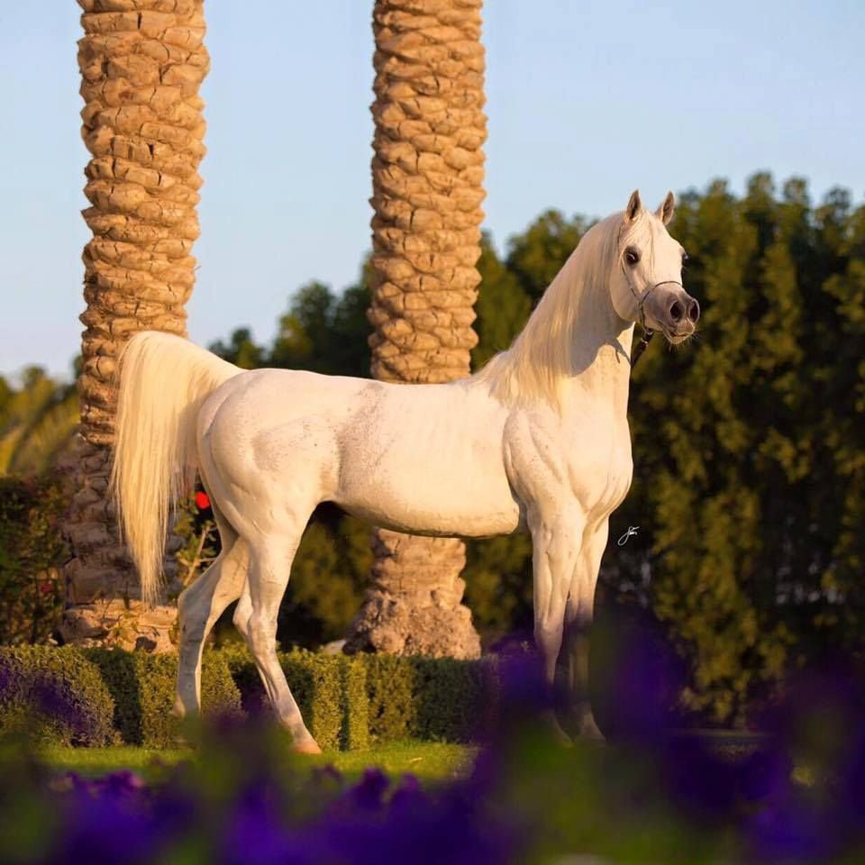 Верховая арабская лошадь Дахман