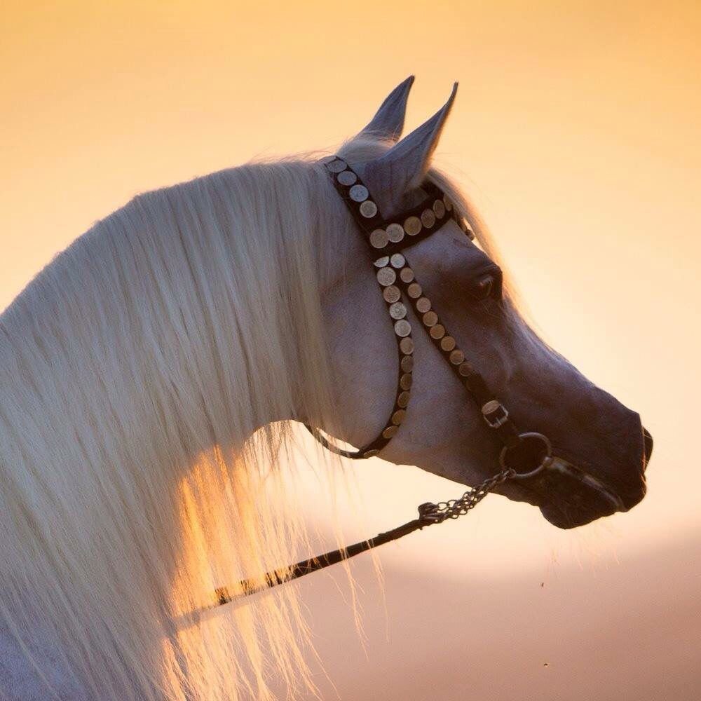 Арабские лошади украшения