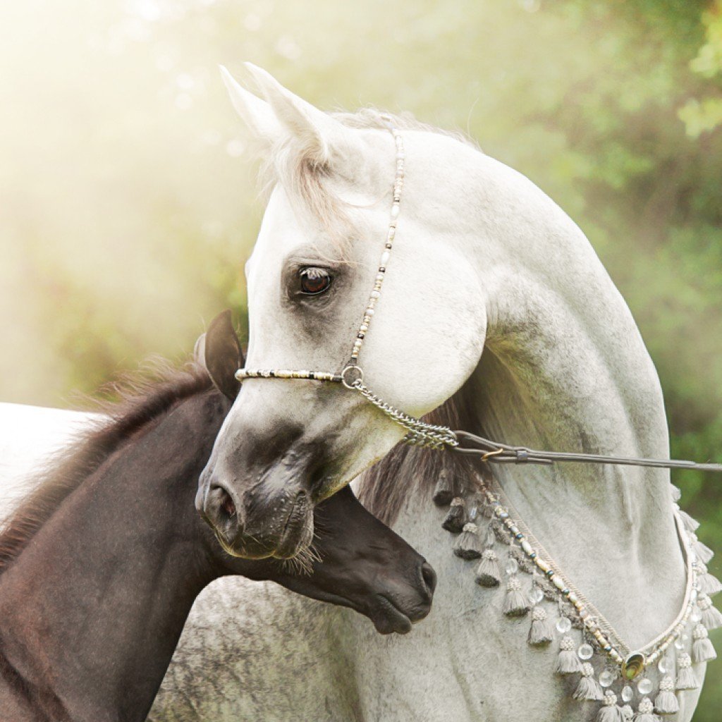 Смешная арабская лошадь