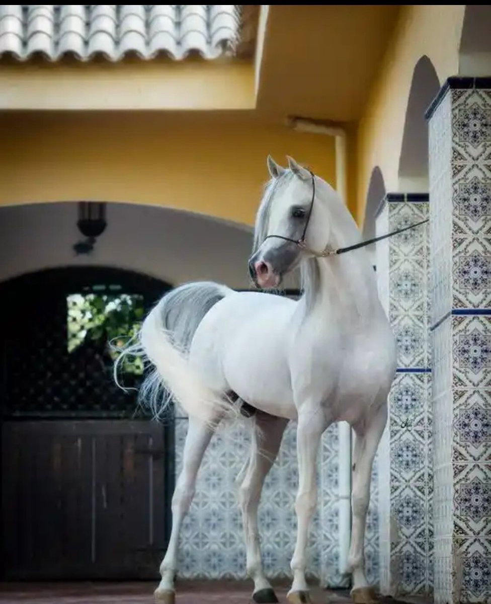 Белый арабский скакун