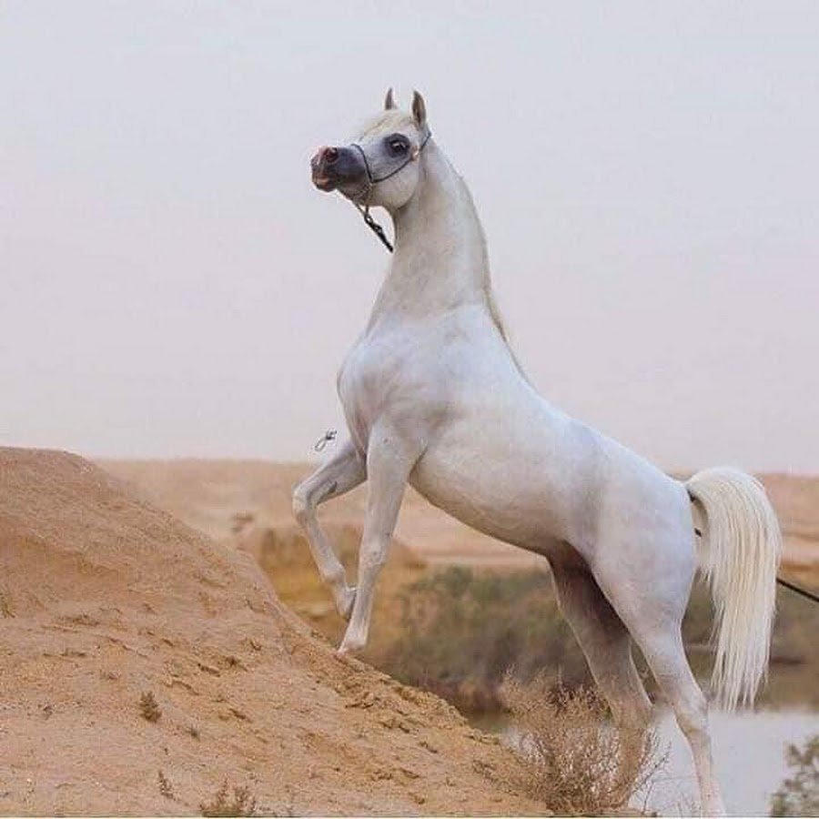 Белый арабский скакун