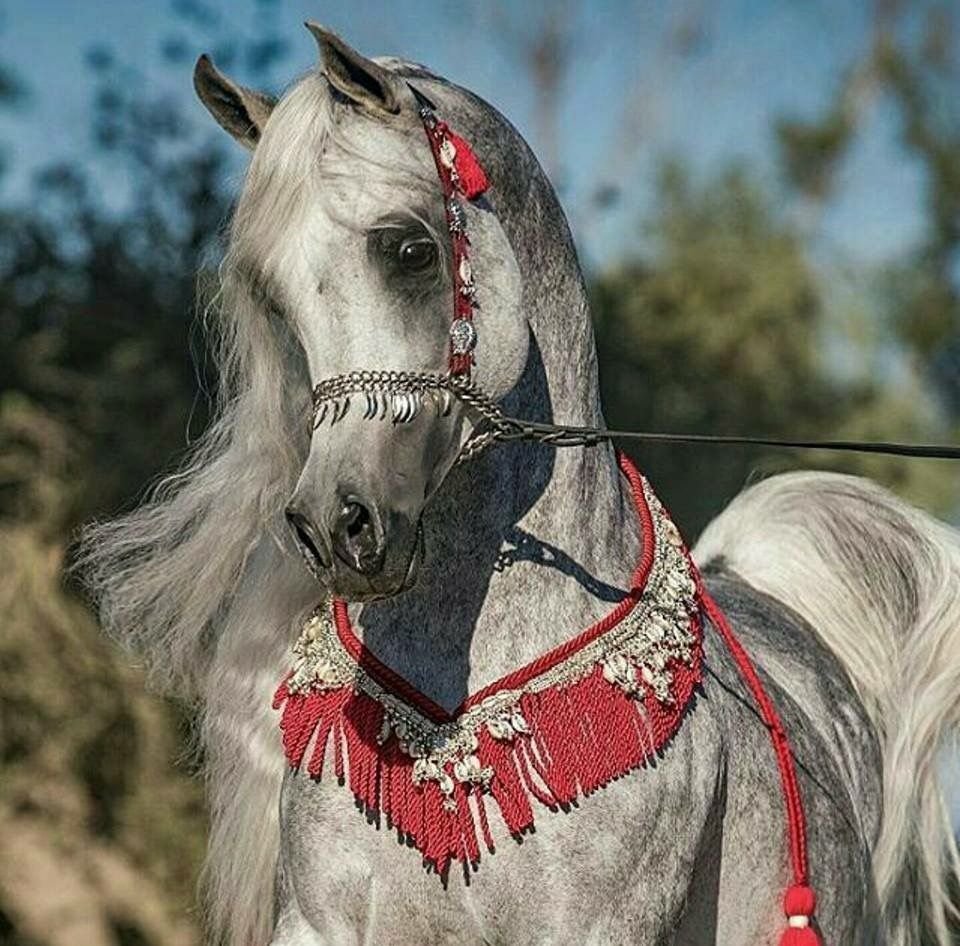 Игривый конь