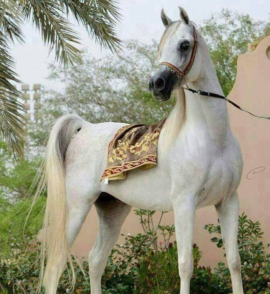 Арабские лошади в древности