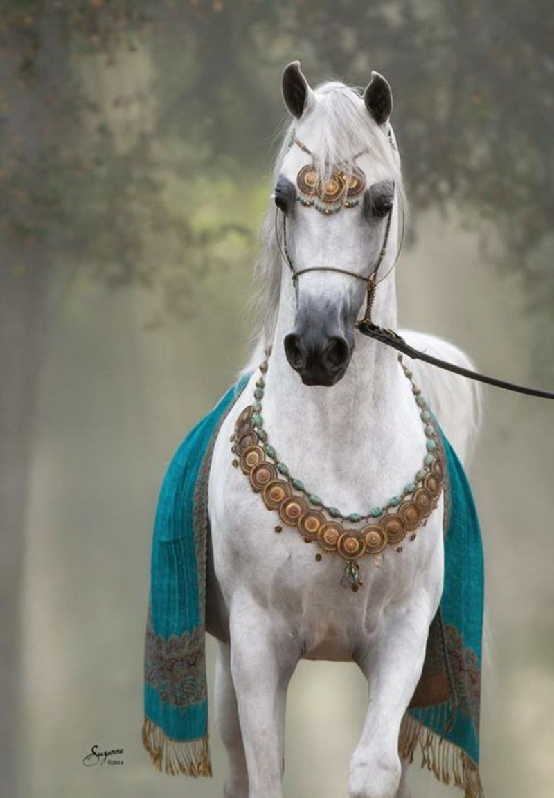 Арабиан Хорс