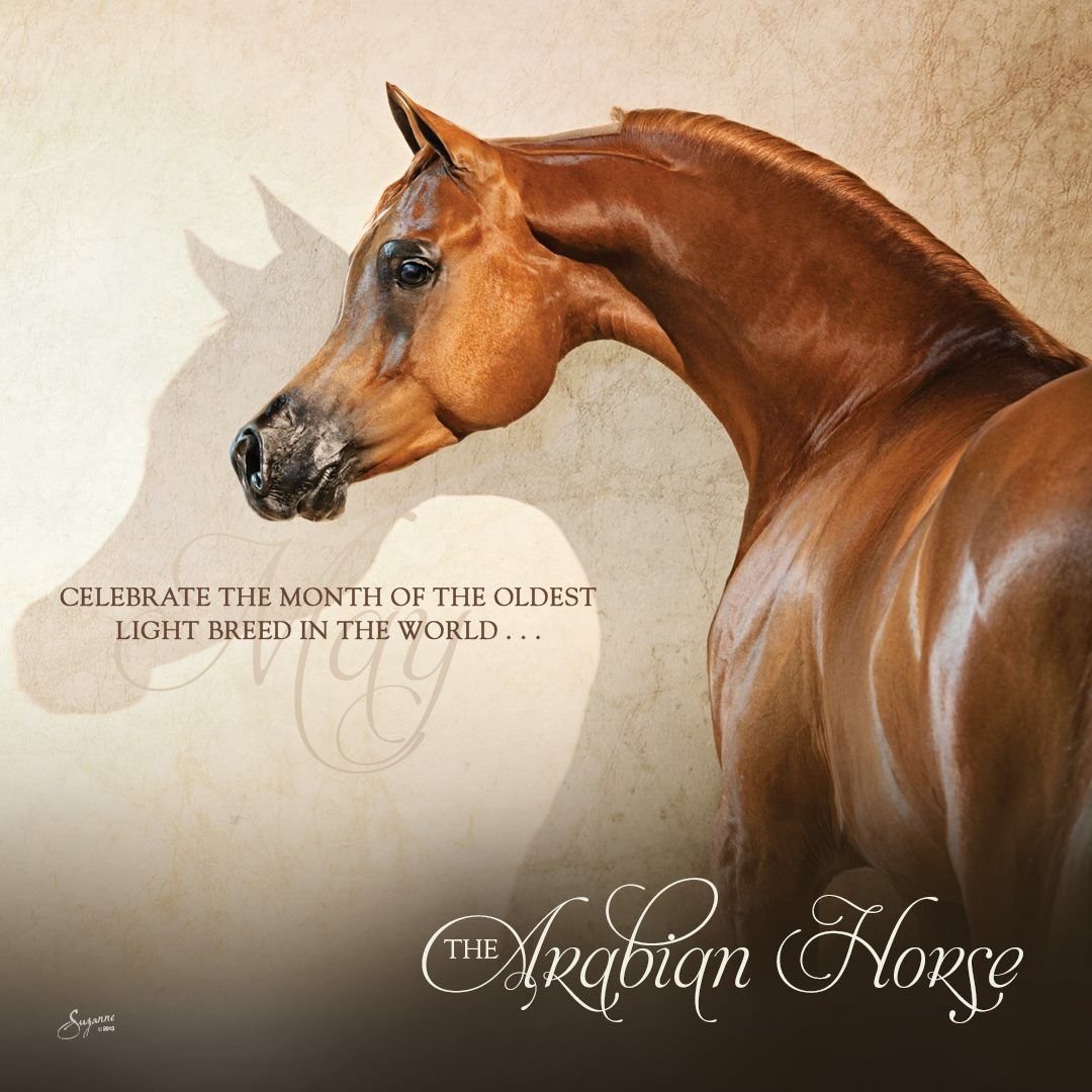 Выставочная арабская лошадь