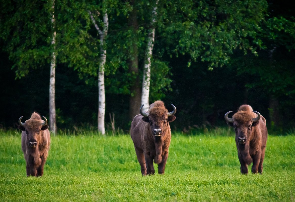 Белоруссия парк Беловежская пуща