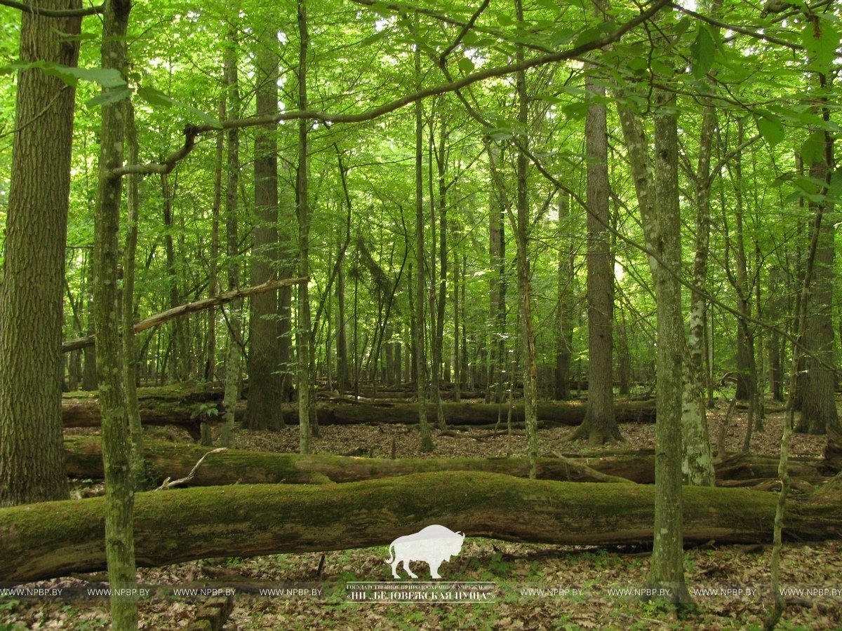 Беловежская пуща лес