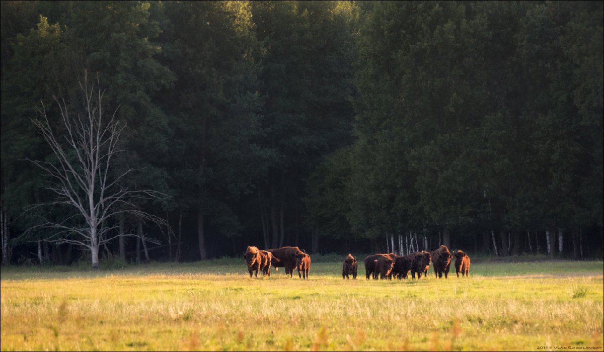 Пейзаж Беларуси с зубром