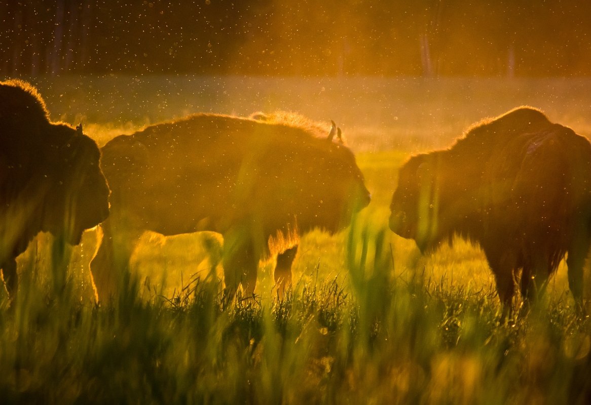 Симона Косак Беловежская пуща