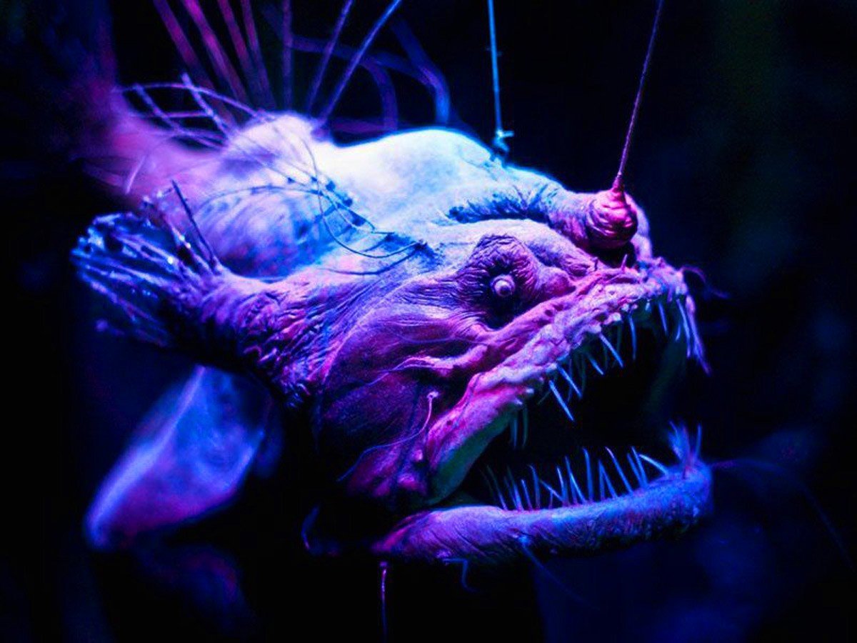 Морской черт удильщик