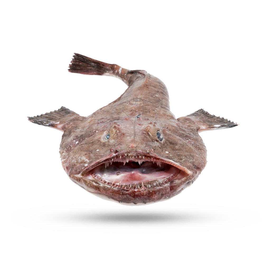 Рыба удильщик Немо