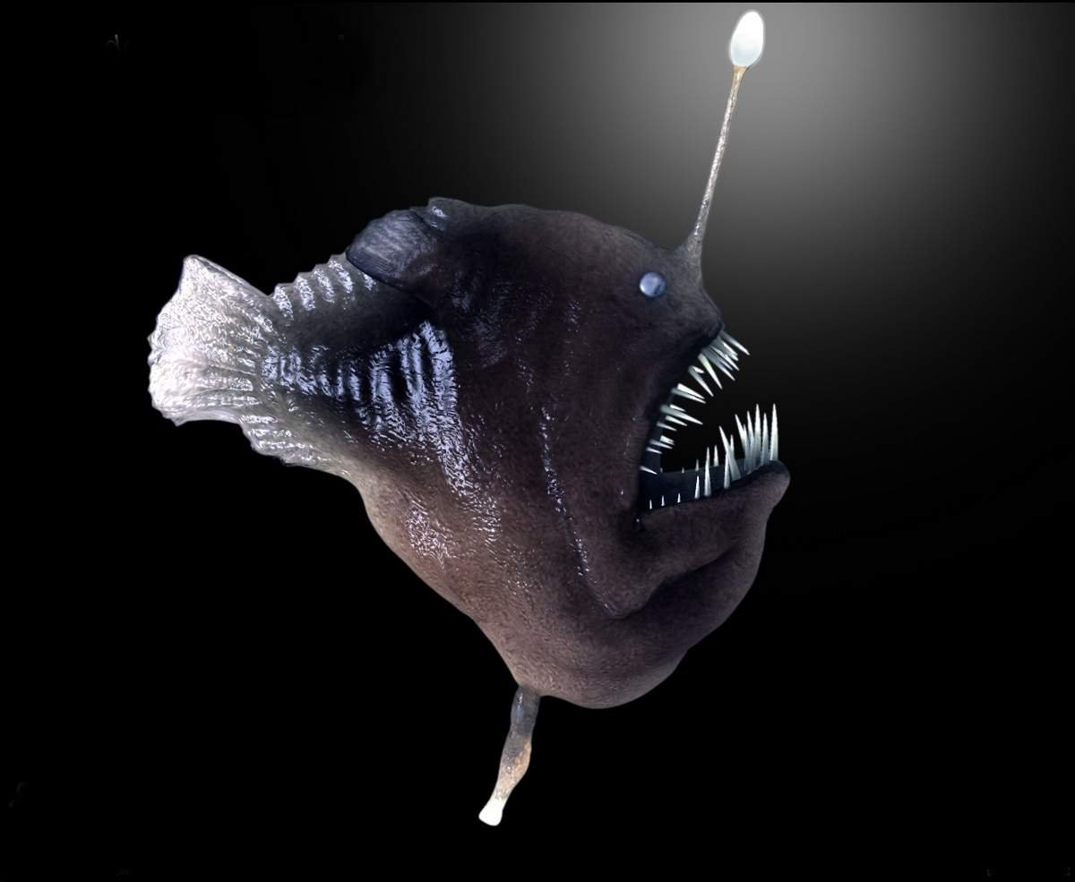 Рыба удильщик Немо