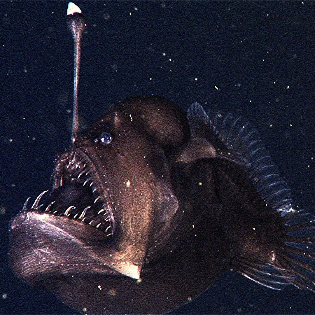 Рыба удильщик Немо