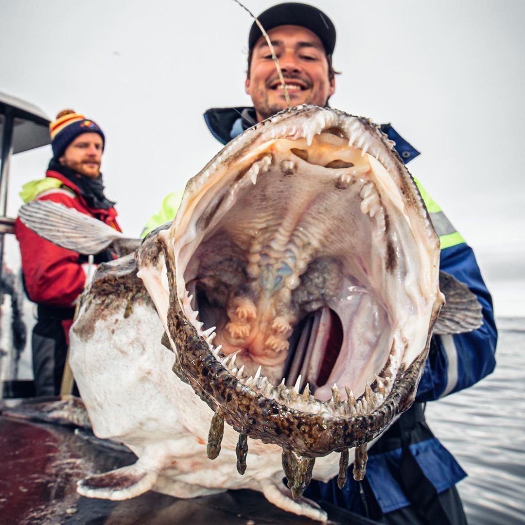 Морской черт логотип
