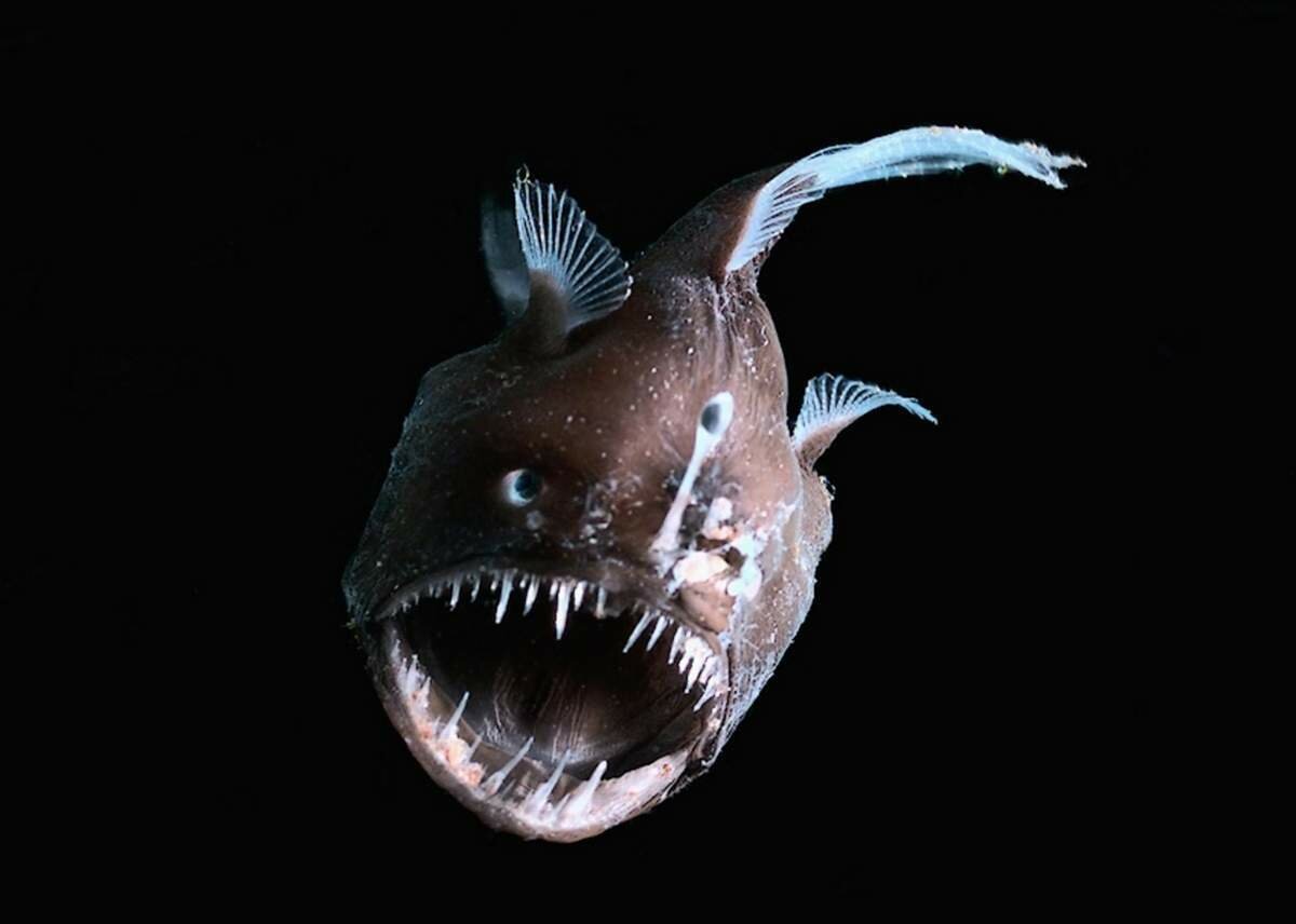 Картинки морского черта