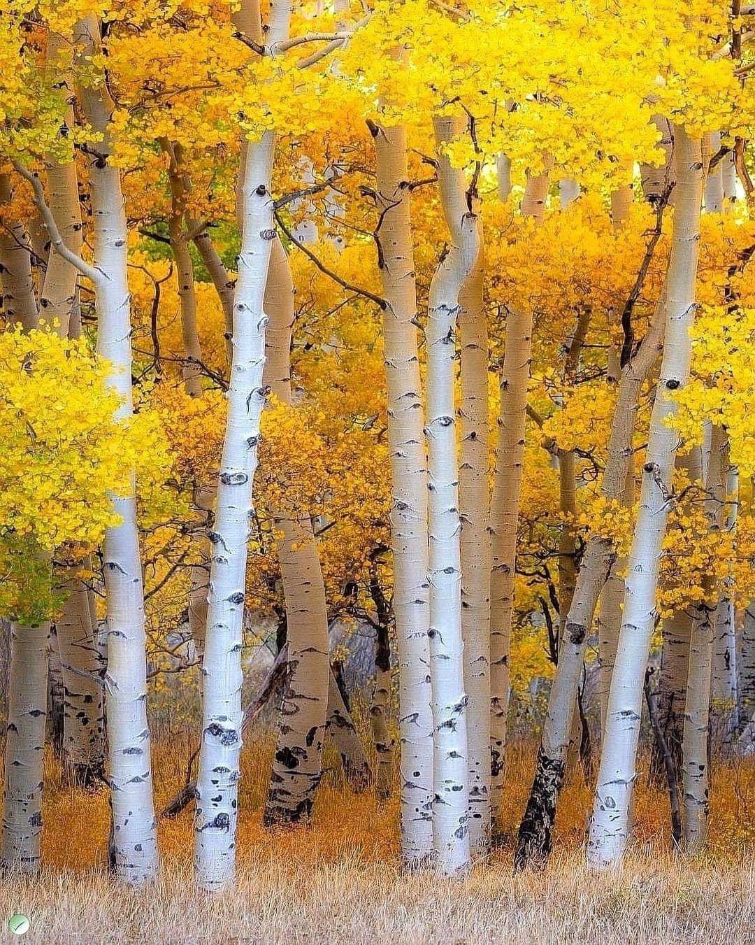 Отговорила роща Золотая