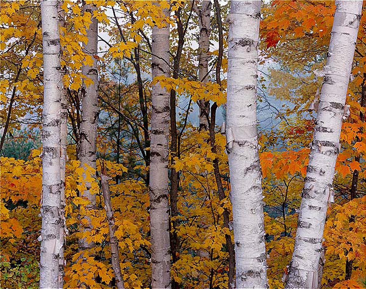 Березова роща Золотая осень