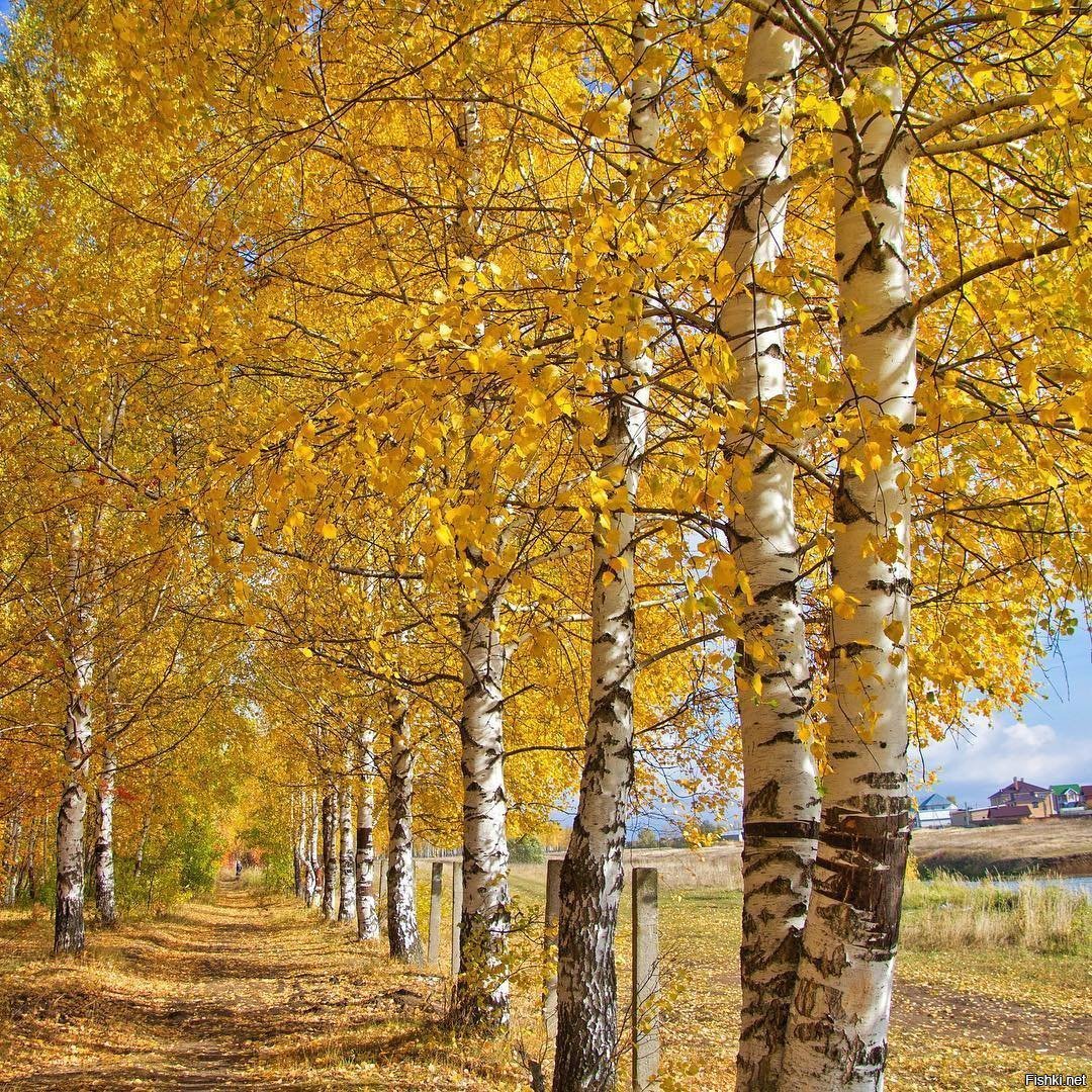 Осенняя Березка