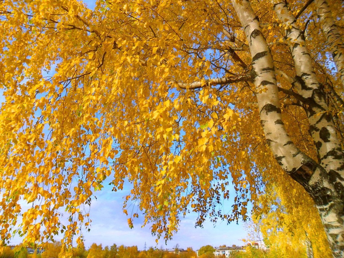 Осенняя береза на прозрачном фоне