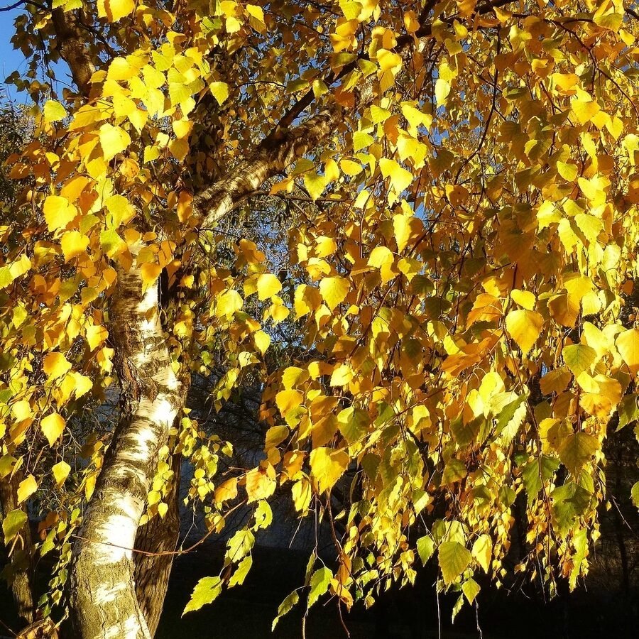 Золотая Березовая роща осенью
