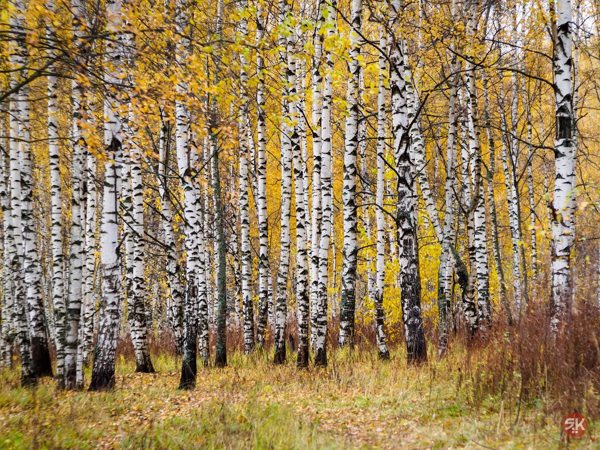Береза на прозрачном фоне
