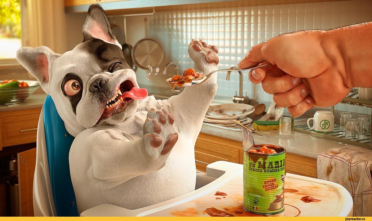 Смешные домашние животные