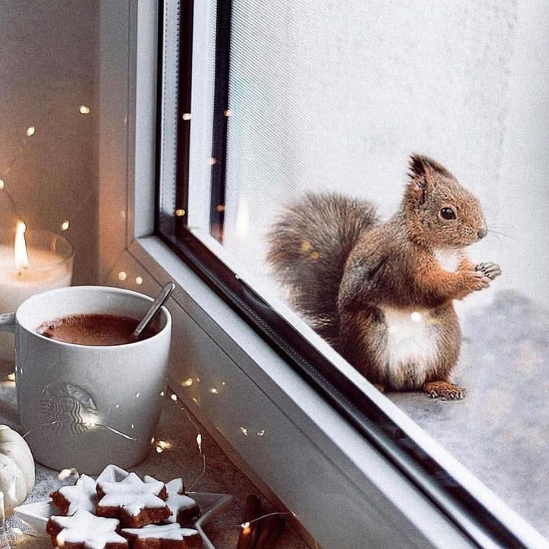 Доброе утро Бельчонок