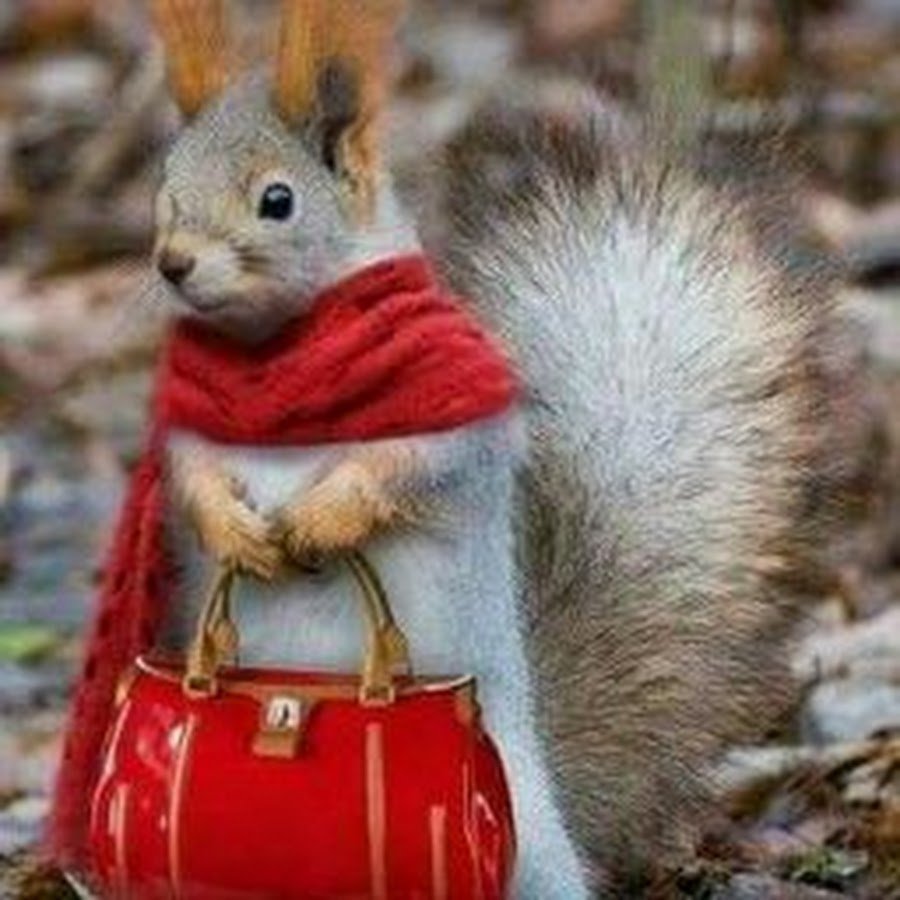 Демотиваторы с белками