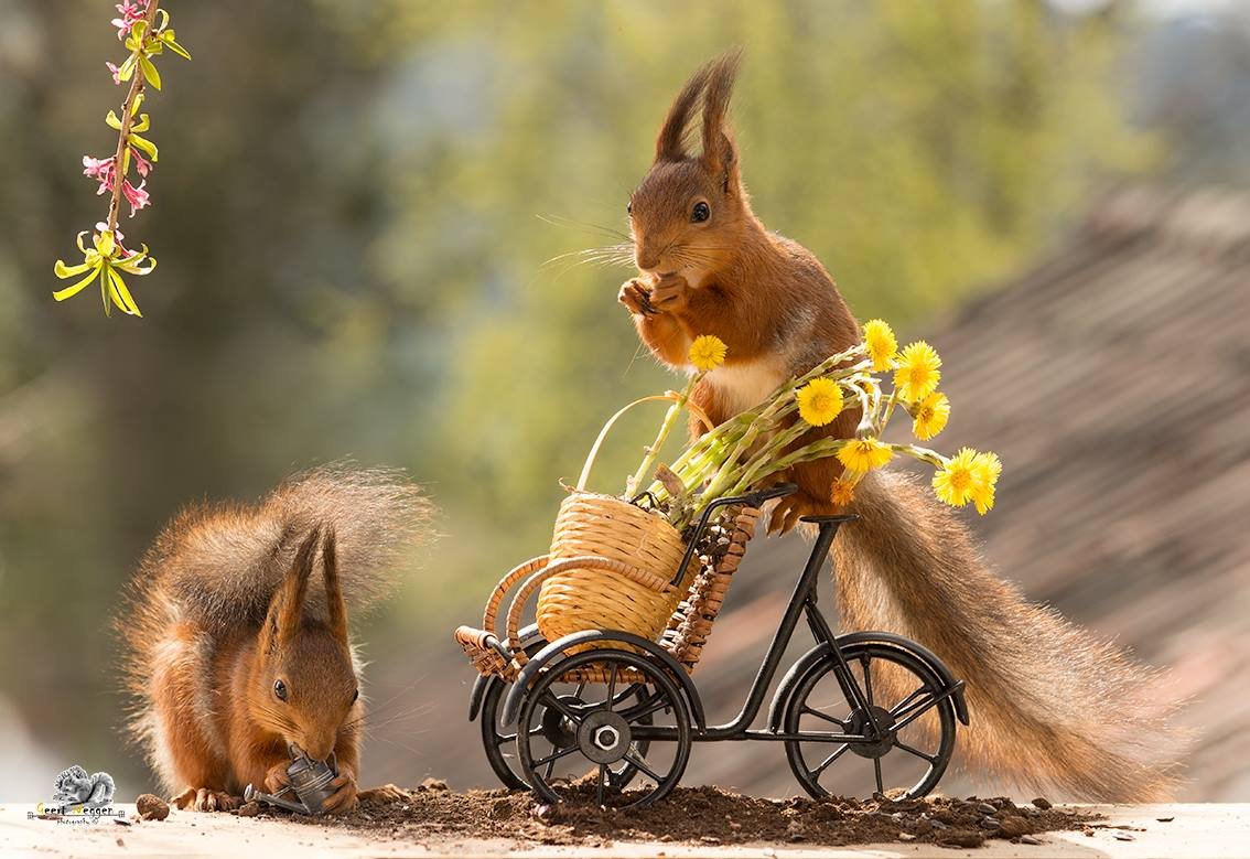 Доброе утро с белками