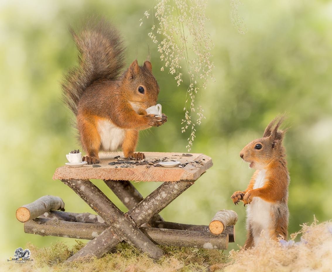 С добрым утром белка