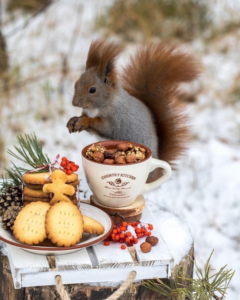 Белочка с орешками