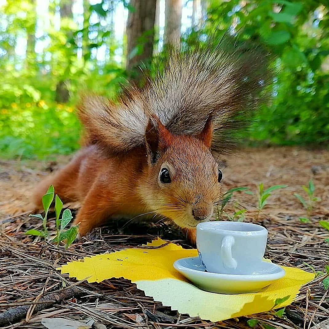 Доброе утро Белочка