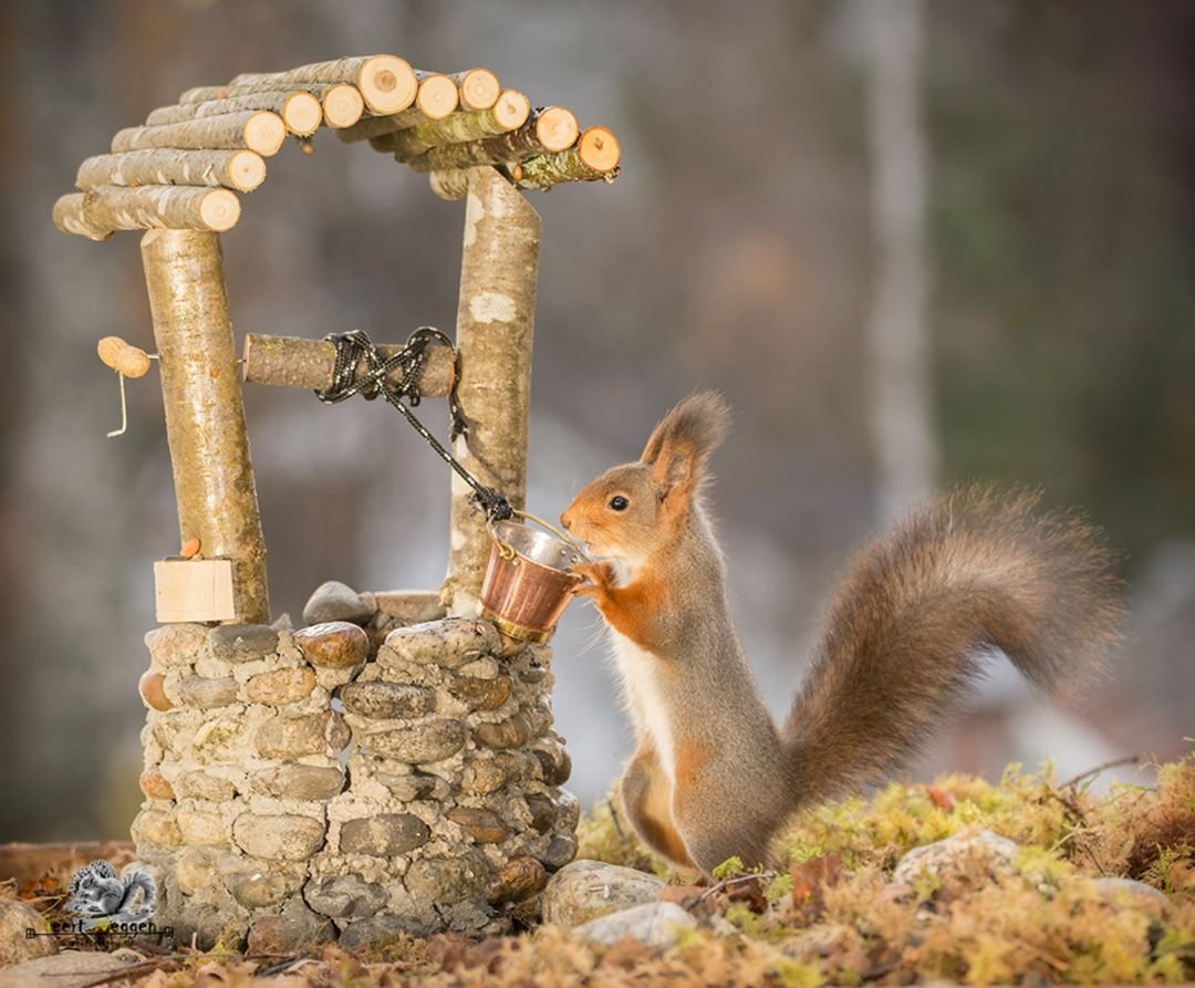 Доброе утро зверюшки