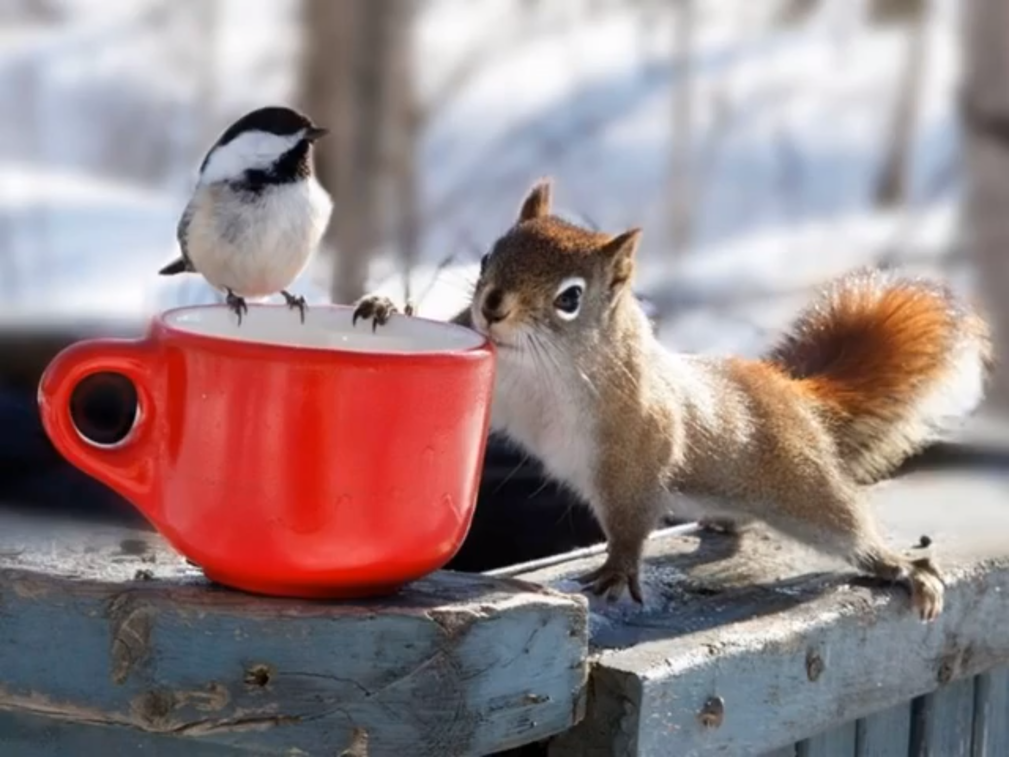 Картинки животных утром. Утро зима животные. Доброе утро зима животные. Доброе утро зима с животными. Белка пьет кофе.