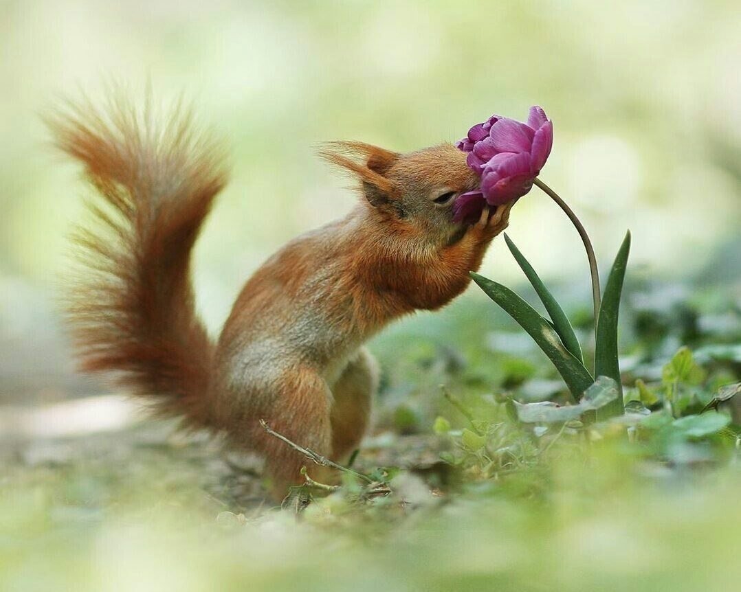 С днем рождения Белочка