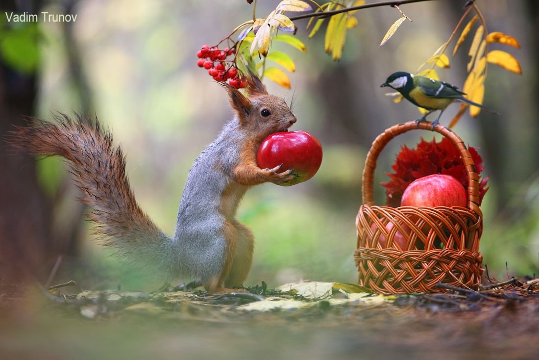 Белка иллюстрация акварелью