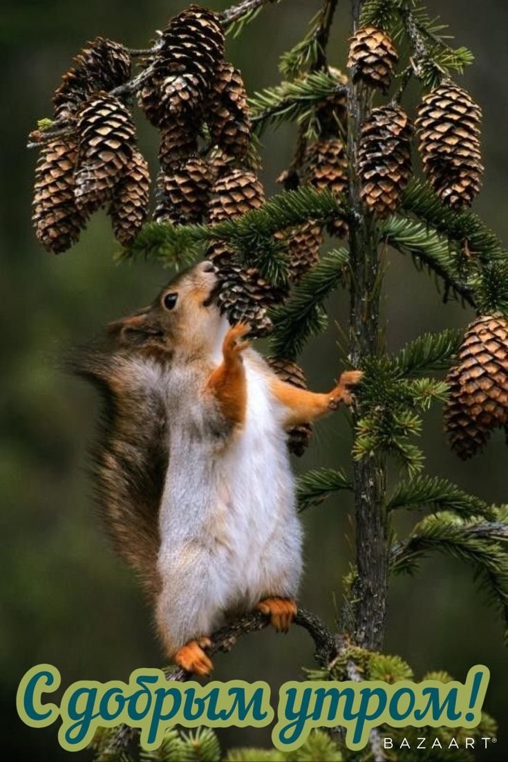 Волшебная Белочка