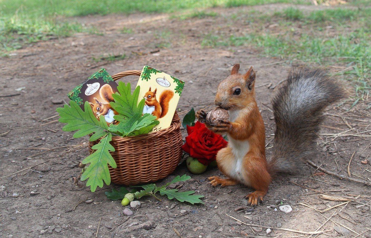 С добрым утром белка